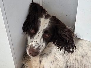 Cherche bonne famille pour English Springer Spaniel mâle 5 ans - Seine et Marne - Photo 3