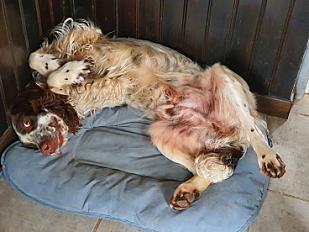 Cherche bonne famille pour English Springer Spaniel mâle 5 ans - Seine et Marne - Photo 4