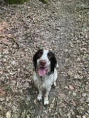 Cherche bonne famille pour English Springer Spaniel mâle 5 ans - Seine et Marne - Photo 5
