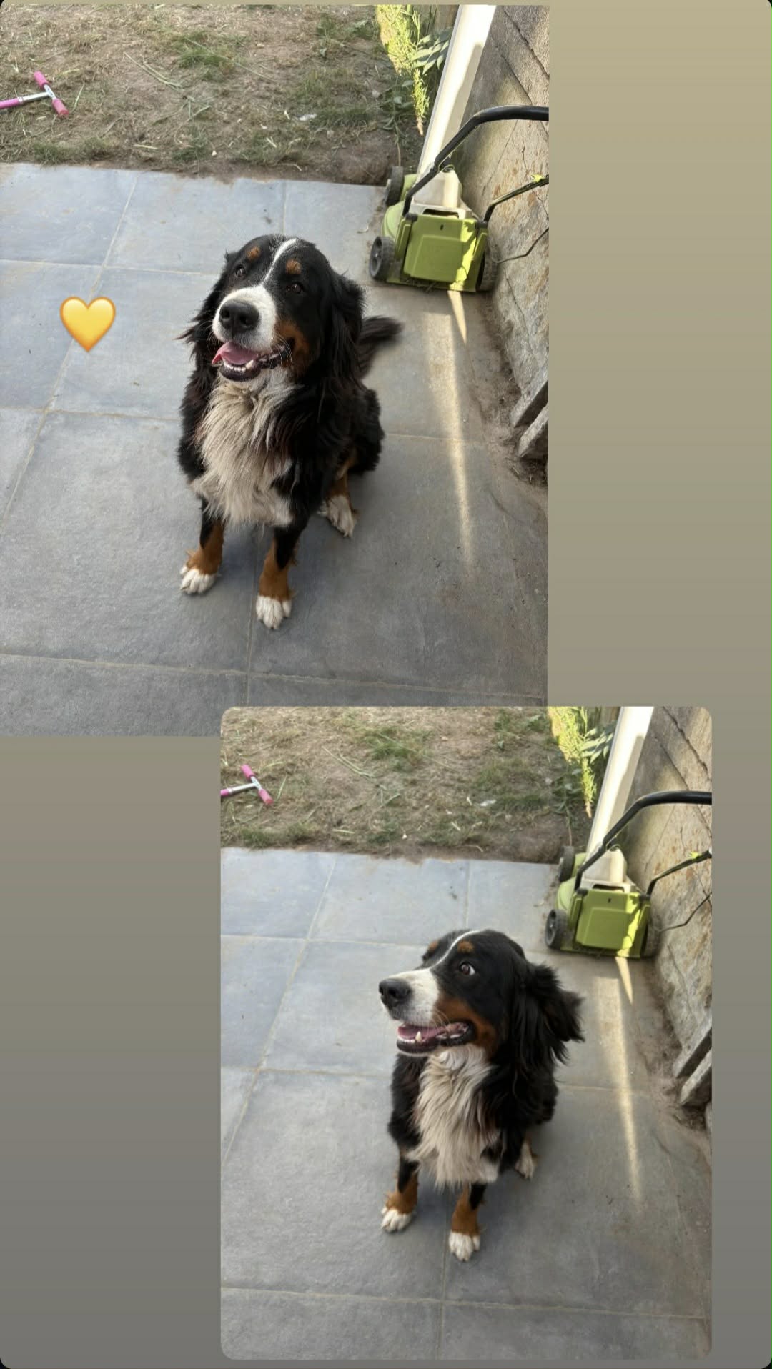 Donne Bouvier Bernois femelle 3 ans et demi - Flandre-Occidentale