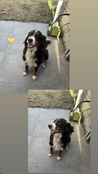 Donne Bouvier Bernois femelle 3 ans et demi - Flandre-Occidentale