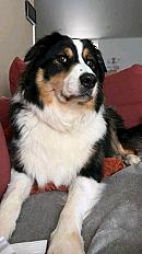 Donne Jackpot berger australien mâle 6 ans - Nord - Photo 3