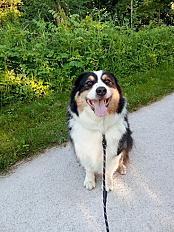 Donne Jackpot berger australien mâle 6 ans - Nord - Photo 2