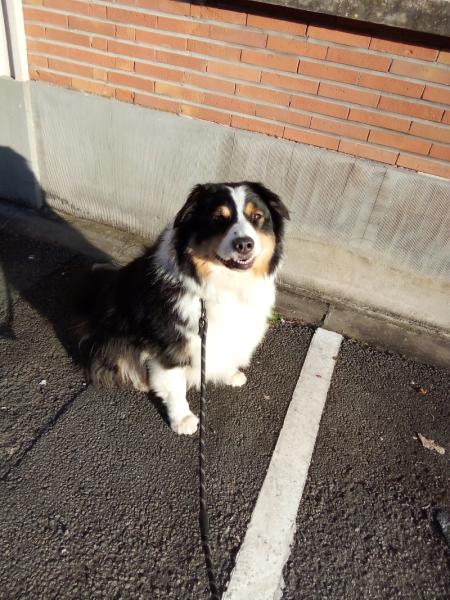 Donne Jackpot berger australien mâle 6 ans - Nord