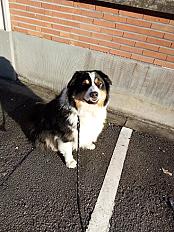 Donne Jackpot berger australien mâle 6 ans - Nord