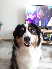 Donne Jackpot berger australien mâle 6 ans - Nord - Photo 4