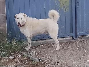 VOUS m'adoptez ?   Yéti ,  griffon blanc croisé mâle 8 ans - Vaucluse