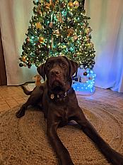 Donne Labrador chocolat mâle 1 an 8 mois - Aisne