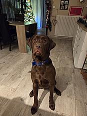 Donne Labrador chocolat mâle 1 an 8 mois - Aisne - Photo 2