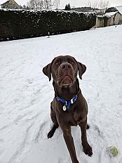 Donne Labrador chocolat mâle 1 an 8 mois - Aisne - Photo 3