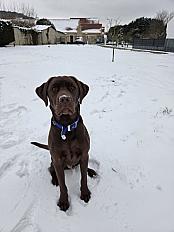 Donne Labrador chocolat mâle 1 an 8 mois - Aisne - Photo 4