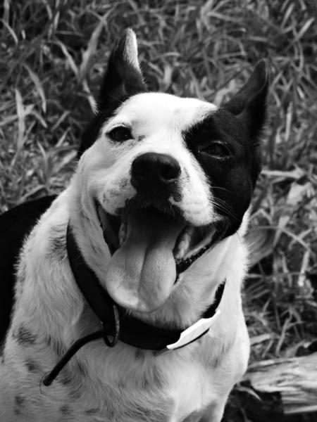 Donne border collie croisée femelle 6 ans - Vienne