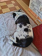 Donne border collie croisée femelle 6 ans - Vienne - Photo 2