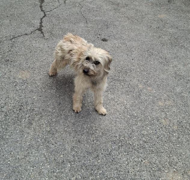 Donne Chienne Berger des Pyrénées femelle 1 an - Hautes Alpes