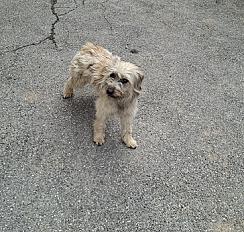 Donne Chienne Berger des Pyrénées femelle 1 an - Hautes Alpes