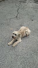 Donne Chienne Berger des Pyrénées femelle 1 an - Hautes Alpes - Photo 2