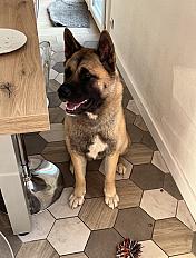 Donne Akita américain à chérir femelle 1 an - Hauts de France - Photo 2