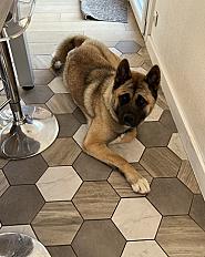 Donne Akita américain à chérir femelle 1 an - Hauts de France - Photo 3