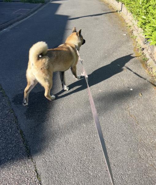 Donne Akita américain à chérir femelle 1 an - Hauts de France