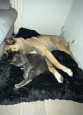 Donne Akita américain à chérir femelle 1 an - Hauts de France - Photo 4