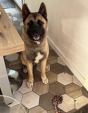 Donne Akita américain à chérir femelle 1 an - Hauts de France - Photo 5