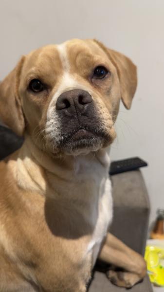 Donne femelle Épagneul croisée - Var