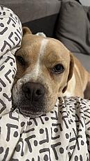 Donne femelle Épagneul croisée - Var - Photo 2