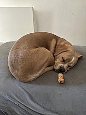 Donne femelle Épagneul croisée - Var - Photo 3