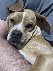 Donne femelle Épagneul croisée - Var - Photo 4