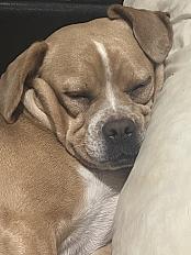 Donne femelle Épagneul croisée - Var - Photo 5