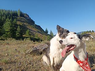 Donne jack russell chienne sportive affectueuse  1 an et 7 mois - Drôme