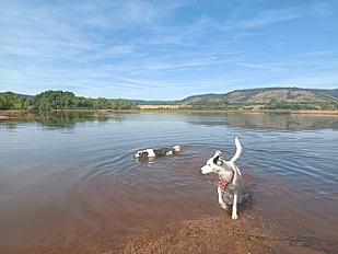 Donne jack russell chienne sportive affectueuse  1 an et 7 mois - Drôme - Photo 2