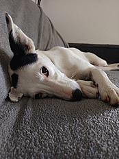 Donne jack russell chienne sportive affectueuse  1 an et 7 mois - Drôme - Photo 3