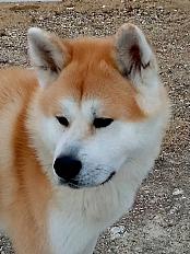 Donne akita inu mâle 2 ans - Pays de la Loire - Photo 2