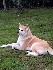 Donne akita inu mâle 2 ans - Pays de la Loire