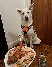 Donne berger blanc suisse croisée femelle 5 ans - Ile de France