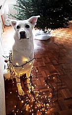 Donne berger blanc suisse croisée femelle 5 ans - Ile de France - Photo 3