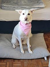 Donne berger blanc suisse croisée femelle 5 ans - Ile de France - Photo 4