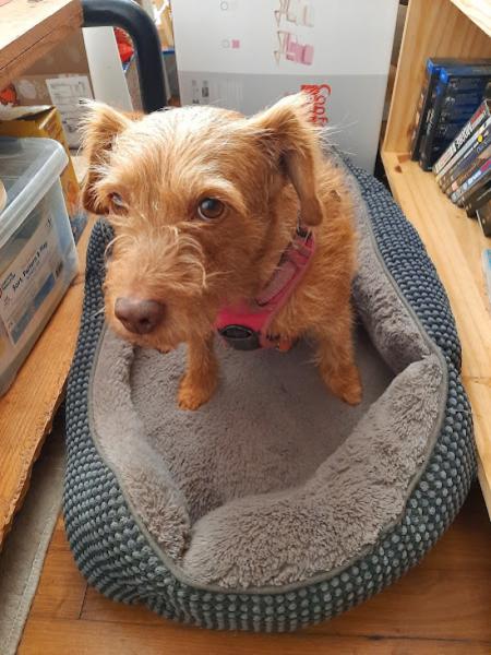 Donne Ona basset fauve de Bretagne femelle 7 ans - Morbihan