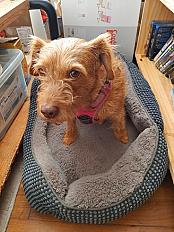 Donne Ona basset fauve de Bretagne femelle 7 ans - Morbihan