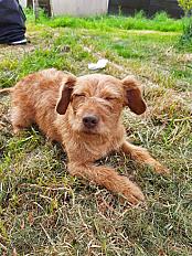 Donne Ona basset fauve de Bretagne femelle 7 ans - Morbihan - Photo 2