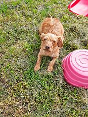 Donne Ona basset fauve de Bretagne femelle 7 ans - Morbihan - Photo 3