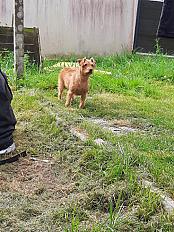 Donne Ona basset fauve de Bretagne femelle 7 ans - Morbihan - Photo 4