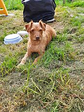 Donne Ona basset fauve de Bretagne femelle 7 ans - Morbihan - Photo 5