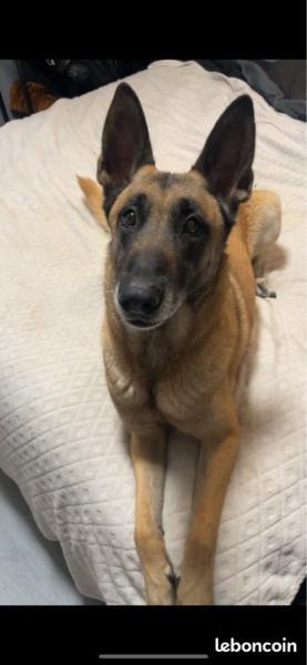 Donne Nala berger belge malinois femelle 9 ans - Seine Maritime