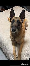 Donne Nala berger belge malinois femelle 9 ans - Seine Maritime