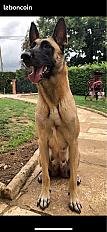 Donne Nala berger belge malinois femelle 9 ans - Seine Maritime - Photo 2