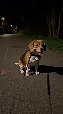 Donne beagle mâle 4 ans - Haute Savoie - Photo 2