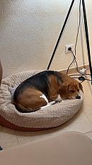 Donne beagle mâle 4 ans - Haute Savoie - Photo 3
