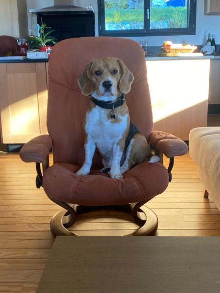 Donne beagle mâle 4 ans - Haute Savoie